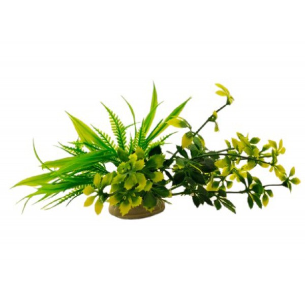 ΔΙΑΚΟΣΜΗΤΙΚΟ ΦΥΤΟ ΕΝΥΔΡΕΙΟΥ